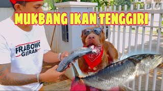 MUSSO MUKBANG IKAN TENGGIRI ‼️ D1TEL4N SAMA TULANGNYA