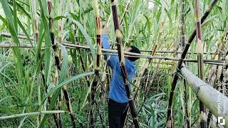 Sugarcane Cultivation কুঁহিয়াৰ খেতি কৰিলে সময় মতে কৰা কাম@Sugarcane