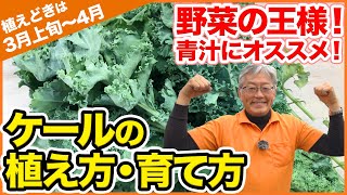 野菜の王様！栄養満点！3月に種まきおすすめ、『ケール』の植え方・育て方！青汁にも是非！【家庭菜園】【スーパーフード】【ハニーケール】