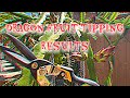 Dragon Fruit Tipping Method Works GREAT! Pitaya/Pitahaya Tipping Results!