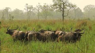 Endengered Wild Water Buffalo inside Manas National Park