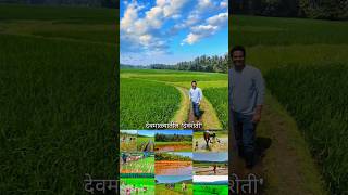 कोकणातील झऱ्यांच्या पाण्यावर केली जाणारी 350 एकरातील सामूहिक देवशेती Summer Rice Cultivation #shorts