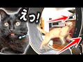 新入りの猫が『覚醒』してヤバいww