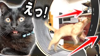 新入りの猫が『覚醒』してヤバいww