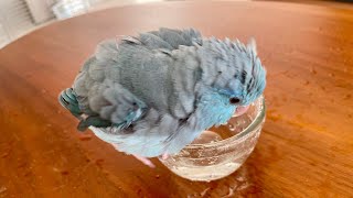 マメルリハまめちゃんの水浴びスタイル／Pacific Parrotlet