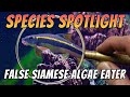 False Siamese Algae Eater (Garra cambodgiensis) Aquarium Garra Fish Species Profile & Care Guide