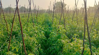 వామ్మో ఈ తోట ఎలా వుందో చూడండి//tomato farming#forming