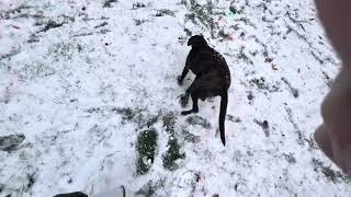 TSA Agents Inspecting Thanksgiving Spread \u0026 Puppy’s First Snow