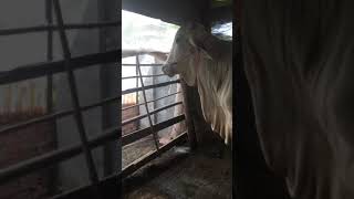 កូនបាខ្មែរលក់ / Beautiful Cows