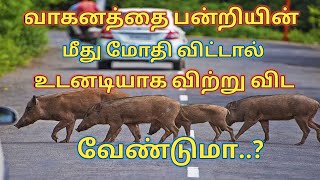 வாகனத்தை பன்றியின் மீது மோதி விட்டால் உடனடியாக விற்று விட வேண்டுமா?