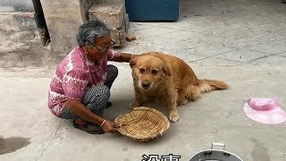 邻居拿吃的来奖励金毛狗狗，说的啥？婆婆没想到毛孩子还有这功能【我是趙姐】