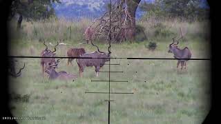 Aloe African Safari Kudu hunt