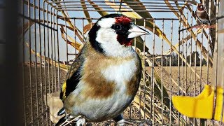 Female voice goldfinch, to stimulate male