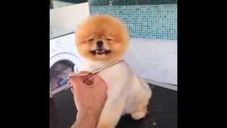 Pomeranian Dog Gets Groomed - Super Happy