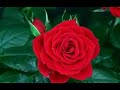 লাল গোলাপ ফুল ফোটার অপূর্ব দৃশ্য! Blooming Beautiful Rose Flower