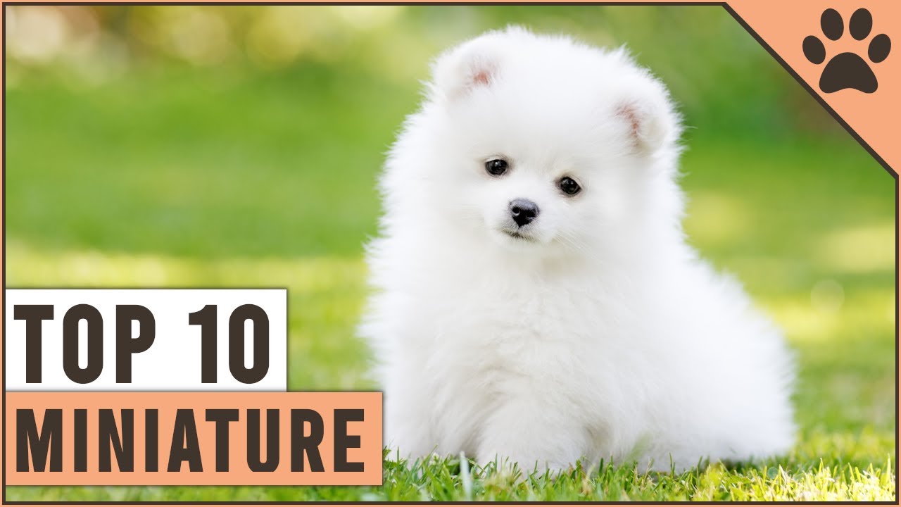 Top 10 Miniature Dog Breeds That Are Just Too Cute - YouTube