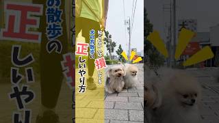 愛犬が本当に一番喜ぶお散歩方法はコレ♪#犬のいる暮らし #dog #犬のしつけ