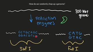 BIO 336 Week 7 Part 1 RAD sequencing