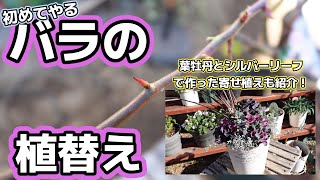 【バラ植替え】初心者がバラの植替えをやりました。今年はしっかりバラと向き合ってたくさん花を咲かせたいです！#ピエールドゥロンサール