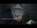 former research chimps enjoy vegan chimpsgiving