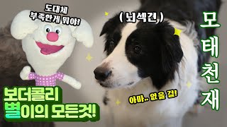 [Eng Sub] 천재견 보더콜리 '별'!! Introducing a Border Collie, 'Byul', who is known as a genius dog~~!!