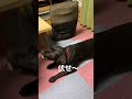 【黒ラブ】出来るんです shorts labrador ラブラドールレトリバー 子犬 funnyvideo 黒ラブ