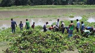 পুকুর থেকে অতিরিক্ত কচুরিপানা অপসারণ....