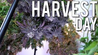 HARVEST DAY OF THE PURPLE PRIZED PHENO: AMHERST SOUR DIESEL