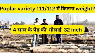 पॉपलर वैरायटी 111/112 चार साल के पेड़ की गोलाई 32 inch #trending #farming #intercropping #poplar