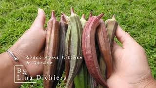 Harvest Red Okra