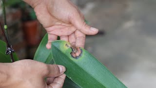 蝴蝶兰叶片被“细菌感染”？谨记好这些处理方法，很快恢复健壮