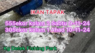 Reopening kolam 2 delek ikan tapak 555ekor buka sabtu 9-11-24 dan 305ekor kolam 1 buka ahad 10-11-24