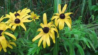 ルドベキアの花（花弁が長い種）Rudbeckia flowers (long petals)