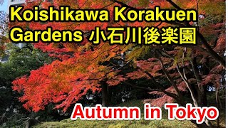 Autumn leaves in TOKYO 2018 / Koishikawa Korakuen / 小石川後楽園の紅葉