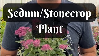 Sedum/Stonecrop Plant🌸