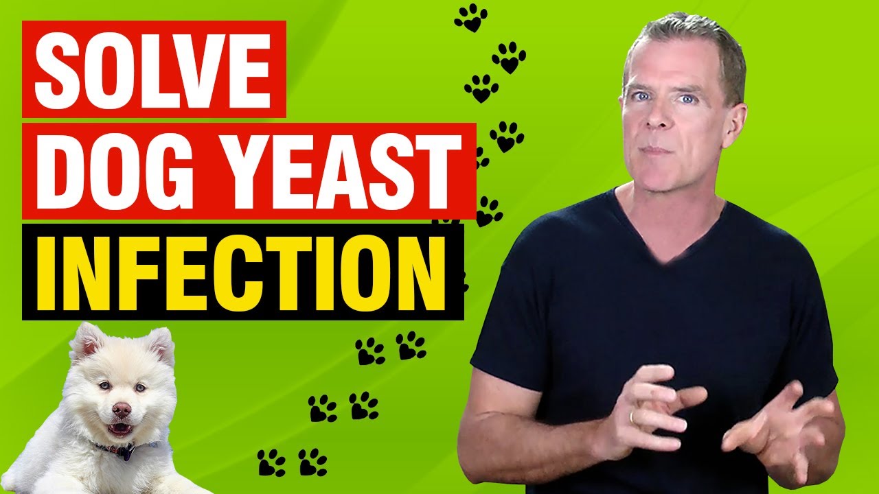 How Do You Treat Yeast Infection In A Dog