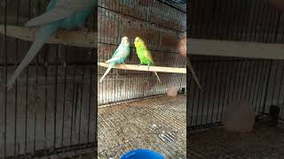 Budgie parrot breeder pair #birds #parrot #budgie #shorts
