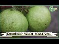 అన్ని పంటల్లో పండు ఈగ నివారణ మార్గం best fruit fly control method agritech telugu