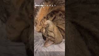 ぐっすり眠るハッチェン #癒し #可愛い猫#キジトラ