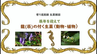 【171話】辰(竜)年の植物・生薬【寄り道・脱線 生薬雑話】