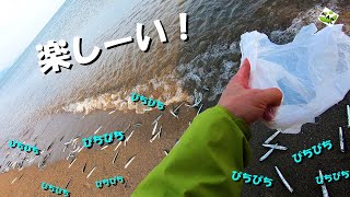 【魚は拾う！】今年はメチャクチャ面白い！山形サーフでの釣り！