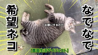 【1/15】撫でられ好きな農家ネコたち🐈‍⬛🐈【農園生活ダイジェスト】