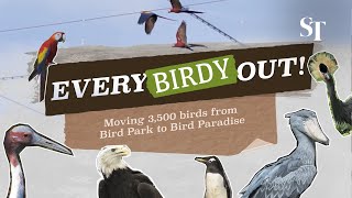 Every-birdy out! Moving 3,500 birds from Bird Park to Bird Paradise