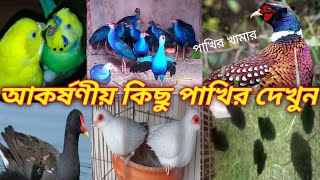 আকর্ষণীয় কিছু পাখি দেখুন  জলময়ুর জল মুরগি কোরাপাখি ডাউকপাখি কোরা বালিহাঁস কালিম