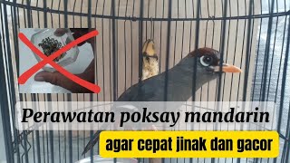 Perawatan burung poksay mandarin