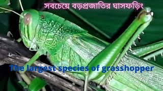 সবচেয়ে বড় প্রজাতির ঘাসফড়িং |The largest species of grasshopper