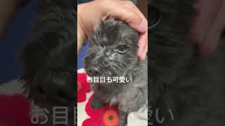 波平のドアップ〜あくびも可愛い#ポメプー #愛犬との暮らし #愛犬