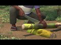 preparing banana and plantain suckers for planting to reduce pests and increase yield