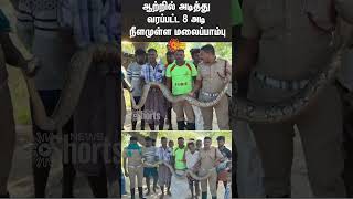 Virudhunagar | Snake | Forest Department | Sun News