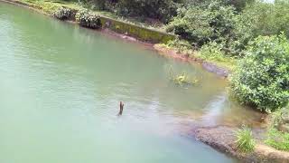 Sri Parthasarathi Temple Lake Mujungavu #kumbla #kasaragod